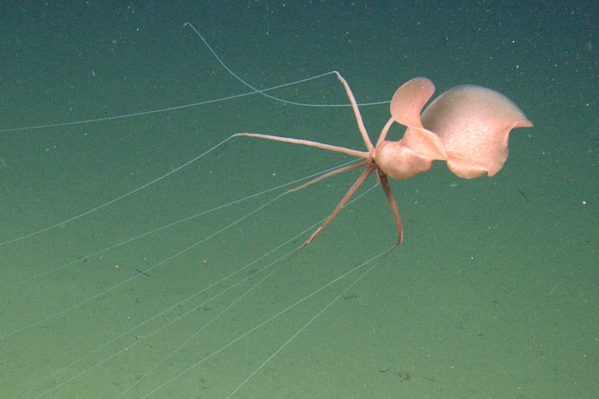 Bizarre deep-sea squid captured on video for first time off California coast