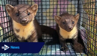 Six rescued pine martens released into Scottish wilderness for 'second chance'