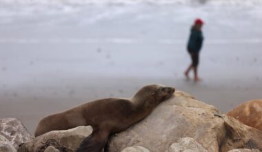 More sea lions falling ill in California in bad sign of what’s to come