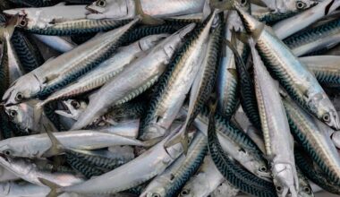 UK tinned ‘mackerel’ no longer contains mackerel