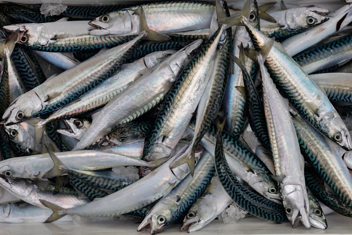 UK tinned ‘mackerel’ no longer contains mackerel