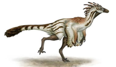 Fossils from embryo to adult show how the bird-like dinosaur Troodon grew