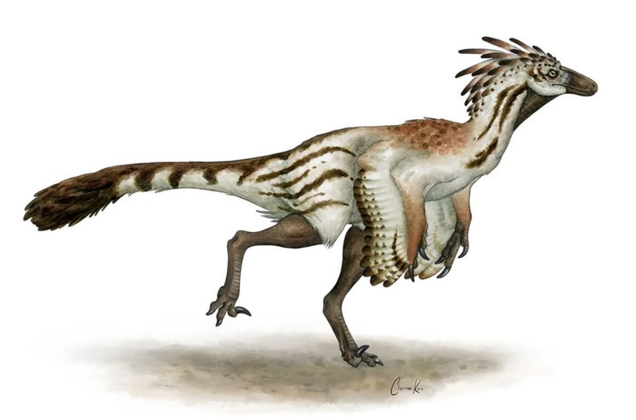 Fossils from embryo to adult show how the bird-like dinosaur Troodon grew