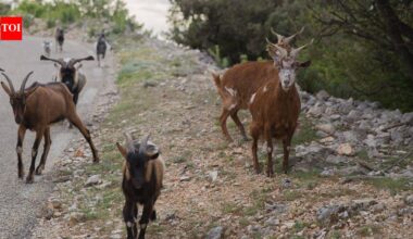 In 1870, goats were left on a tiny Seychelles island; 50 years later, conservationists had to eradicate them to save its native ecosystem |