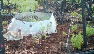 Bears, caribou and other animals are messing with this researcher's equipment, and he's got photos to prove it