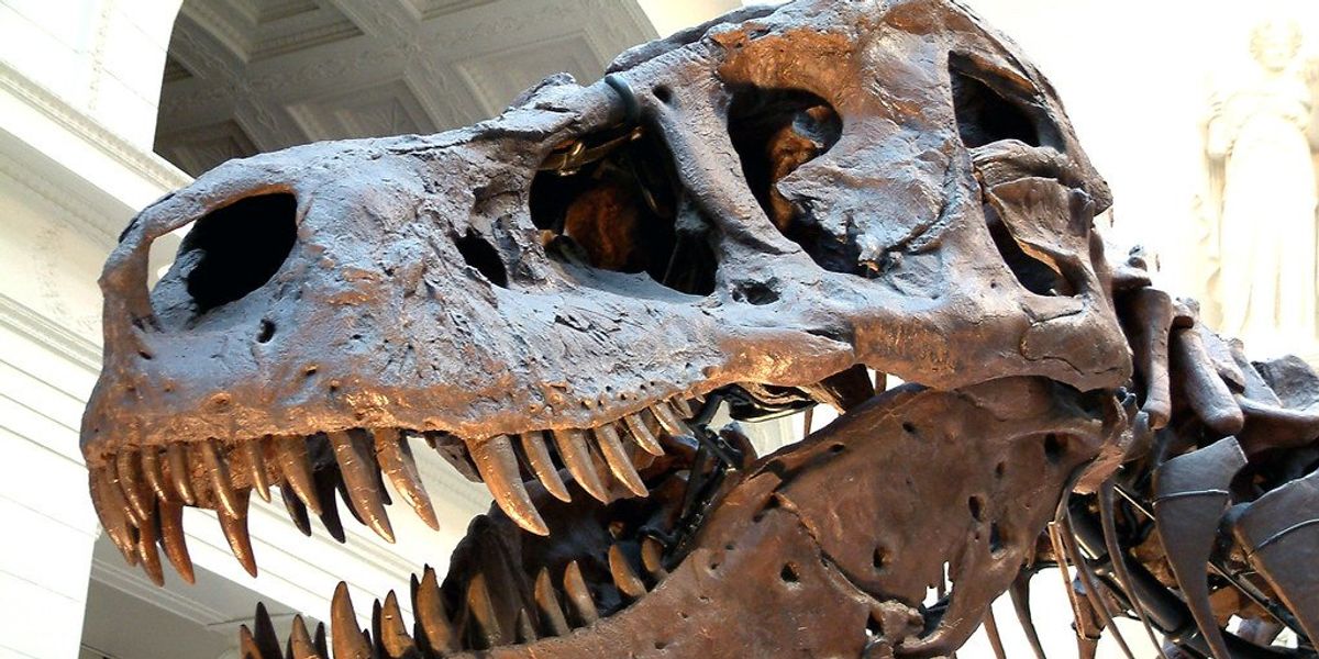 Archaeology discovery: Scientists find feathers that shine light on 66 million-year-old dinosaur mystery