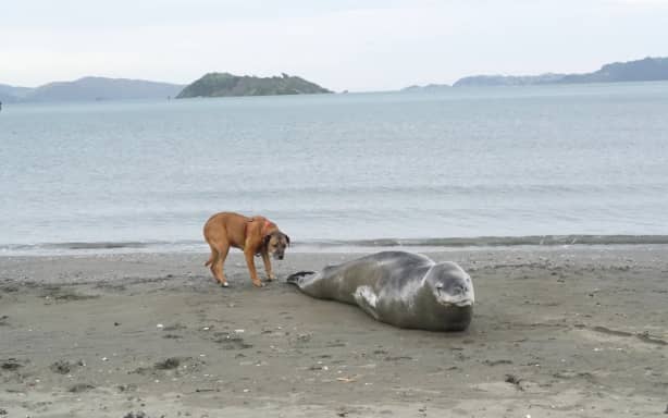 A leopard seal on a Lower Hutt was harassed by dogs and people throwing fish at it.
