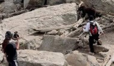 National park blasts visitors after black bear feeding forces euthanasia: ‘Poor decisions’