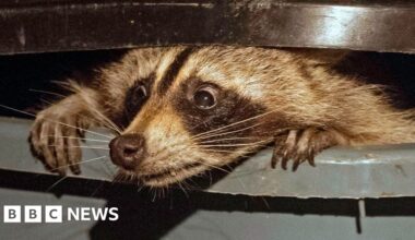 US dictionary adds 1,400 words, including neckbeard, trash panda and cuffing season - BBC