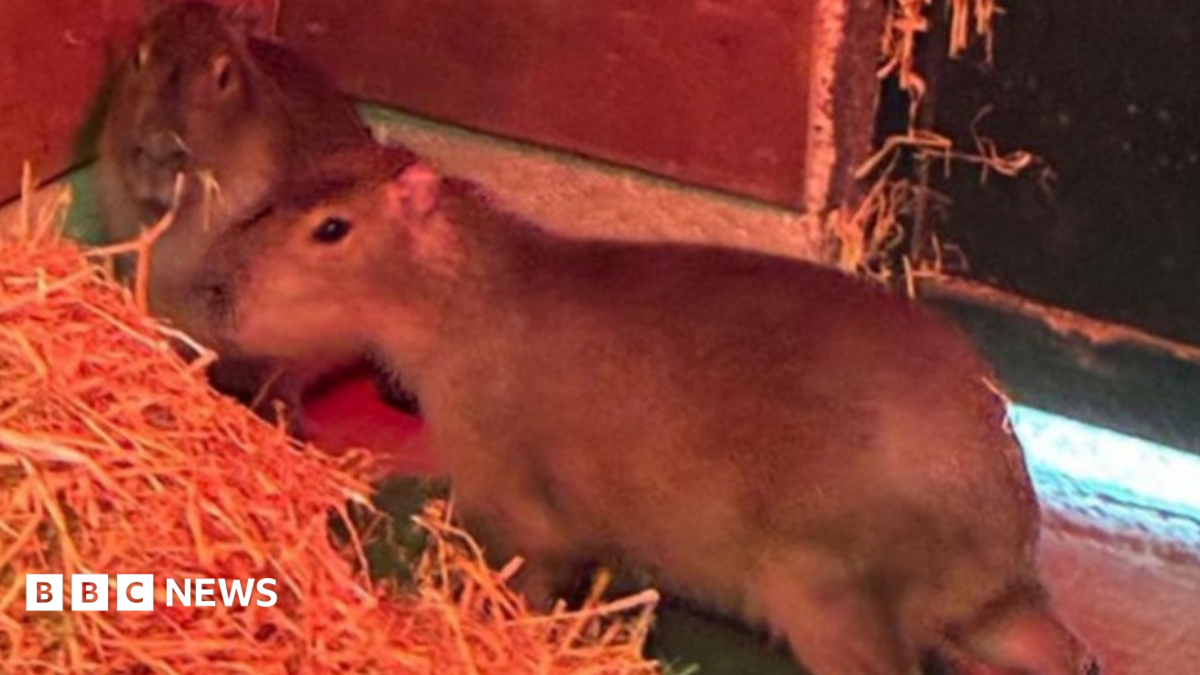 Two capybaras in an enclosure pictured next to some straw bedding.
