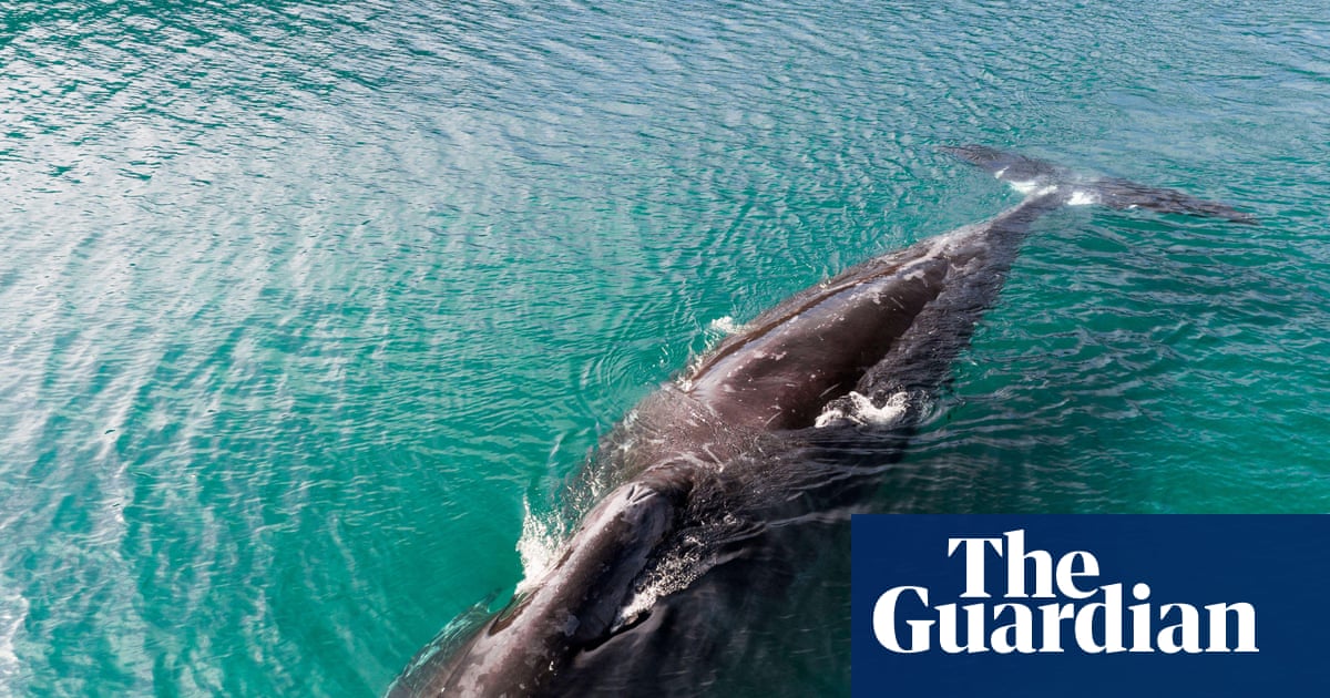 Trump officials move to dismantle key protection for US endangered species | Trump administration