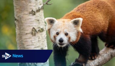 Highland Wildlife Park welcomes second red panda to new habitat