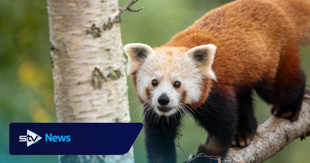Highland Wildlife Park welcomes second red panda to new habitat