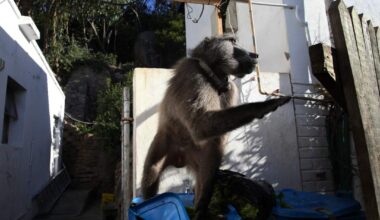 Cape Town authorities are planning to move two troops of baboons from the Simons Town area to electrified enclosures in the next two weeks.