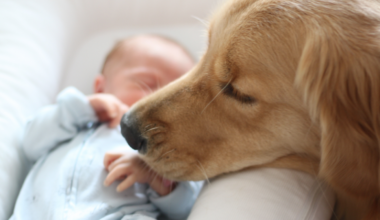 baby with golden retriever