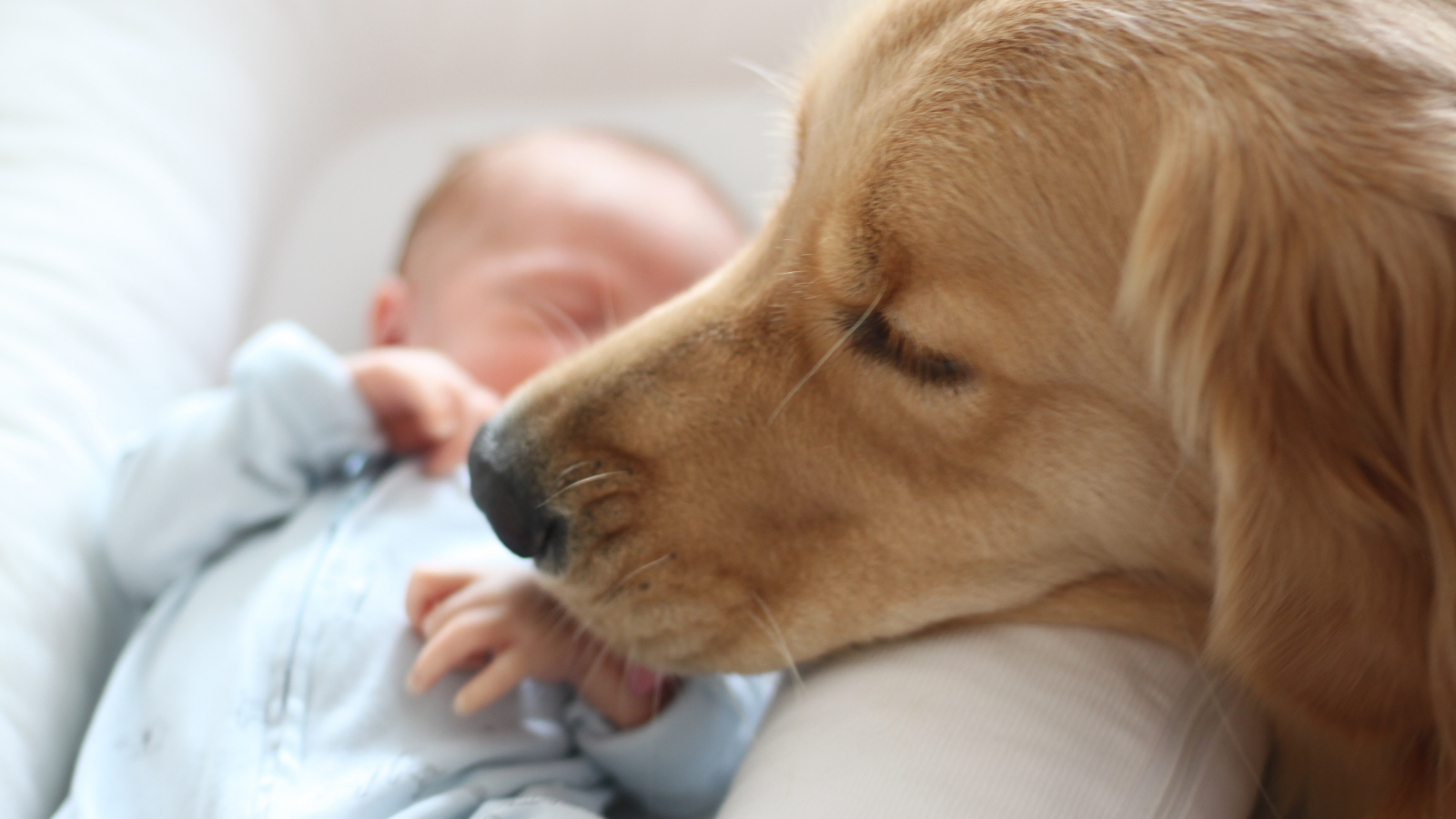 baby with golden retriever