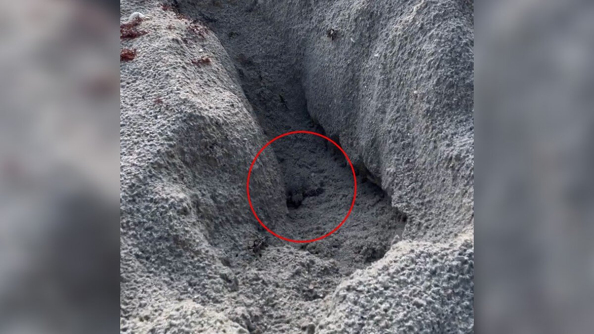 Photographer Drops Everything After Finding Tiny Baby Stuck In Sandy Ditch