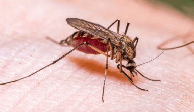 Frankfurt Airport malaria outbreak: Three dead after mosquito 'was trapped on plane' at major European travel hub