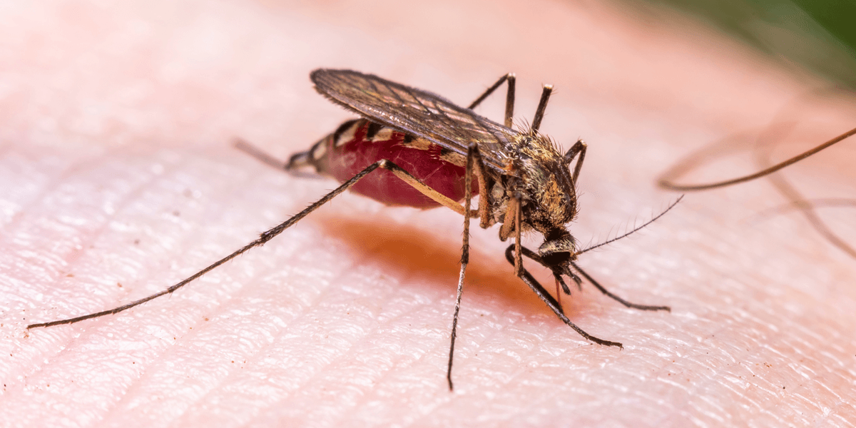 Frankfurt Airport malaria outbreak: Three dead after mosquito 'was trapped on plane' at major European travel hub