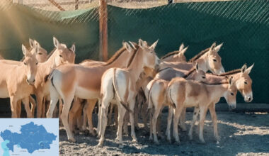 Kulans Released Into Wild in Ile-Balkhash Reserve
