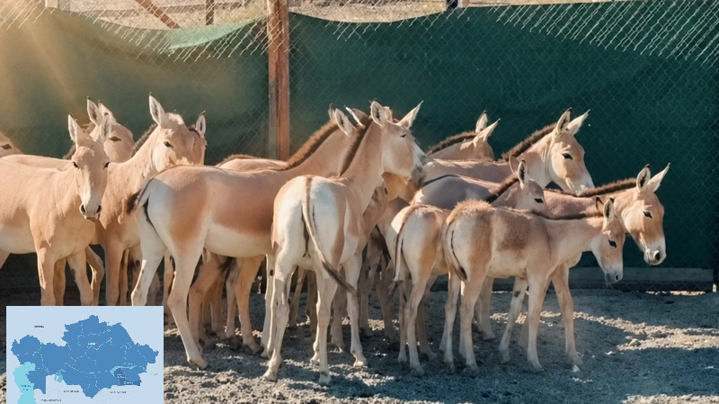 Kulans Released Into Wild in Ile-Balkhash Reserve