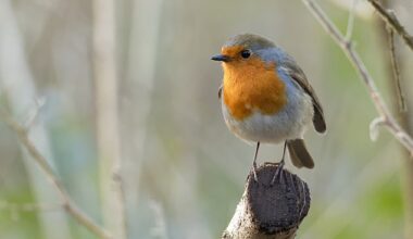 Robins rely on late-summer nourishment to build up fat reserves and can lose up to 10 per cent of their body weight in just a few hours when temperatures plummet (stock photo)