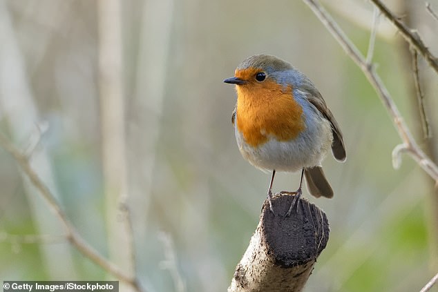 Robins rely on late-summer nourishment to build up fat reserves and can lose up to 10 per cent of their body weight in just a few hours when temperatures plummet (stock photo)