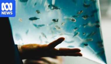 Kingfish flown to Tasmania for Bass Strait aquaculture research trial