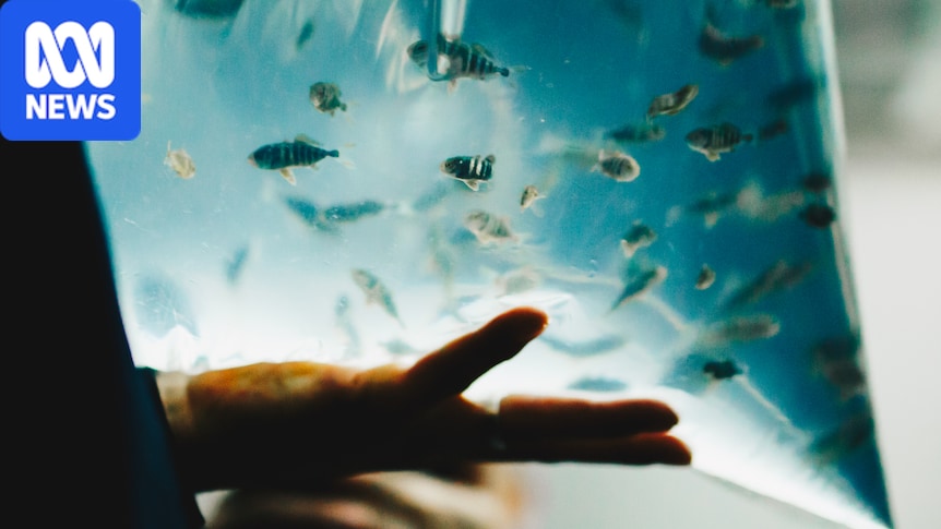 Kingfish flown to Tasmania for Bass Strait aquaculture research trial