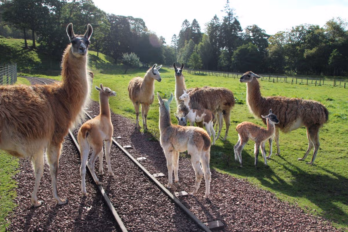 Three of the four llama babies were born on the same morning
