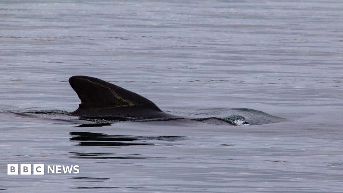 A black dorsal fin of a whale breaking the surface of the water.