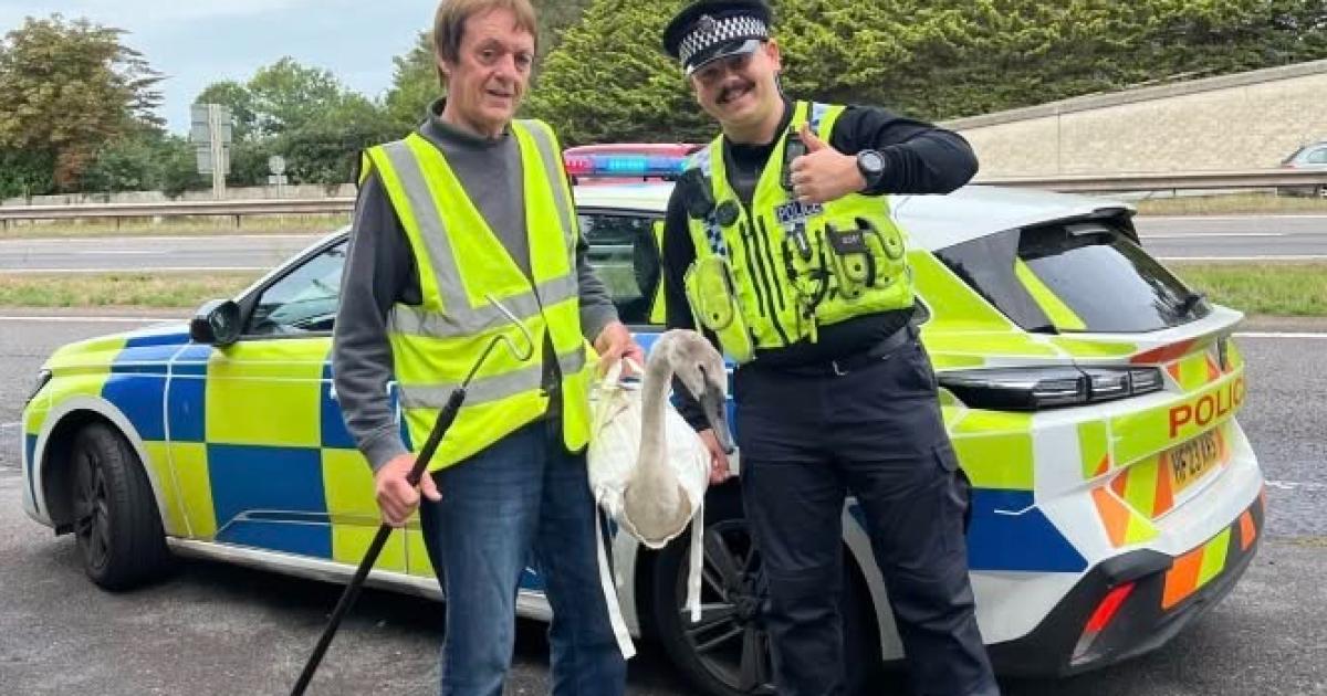 Three cygnets rescued after causing traffic chaos on A31