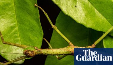 Discovery of new Australian stick insect species reveals case of mistaken identity | Queensland