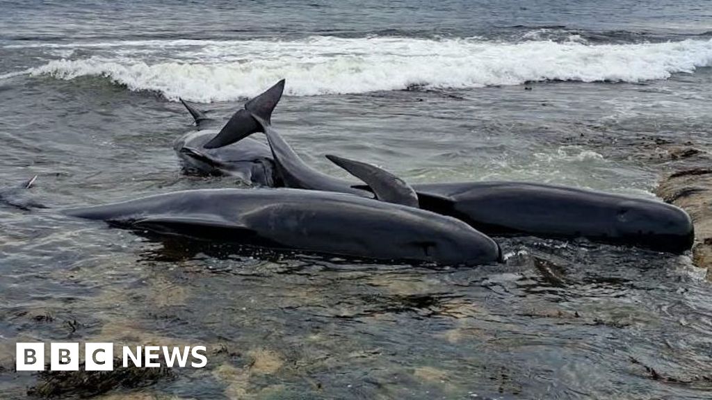 Pilot whale deaths in Northumberland 'devastating' - BBC