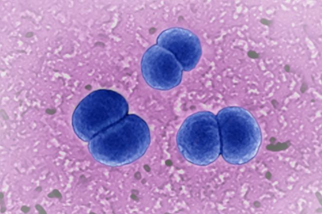 Meningococcus seen under a scanning electron microscope. (Photo by: BSIP/Universal Images Group via Getty Images)