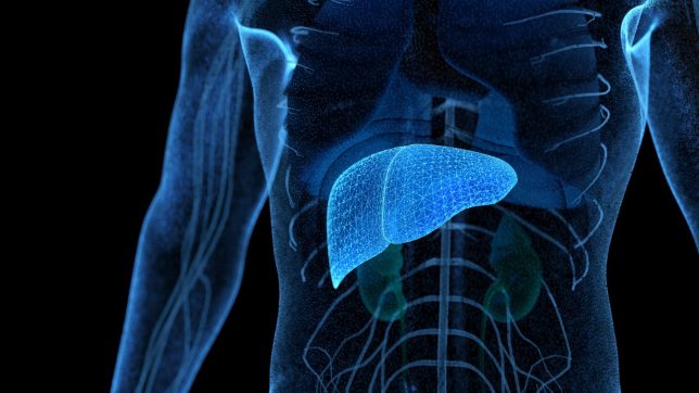 Liver
