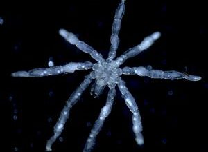 Hairy-legged red-eyed sea spiders discovered in the Salish Sea
