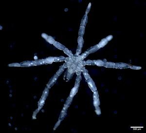 Hairy-legged red-eyed sea spiders discovered in the Salish Sea