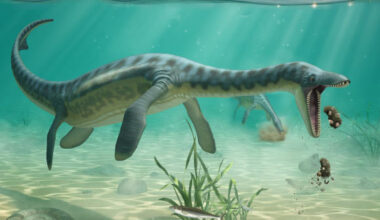 An artist’s impression of a plesiosaur feeding on the sea floor. Image credit: Lente Artemieff.