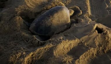 Tropical sea turtles nesting in California for the first time