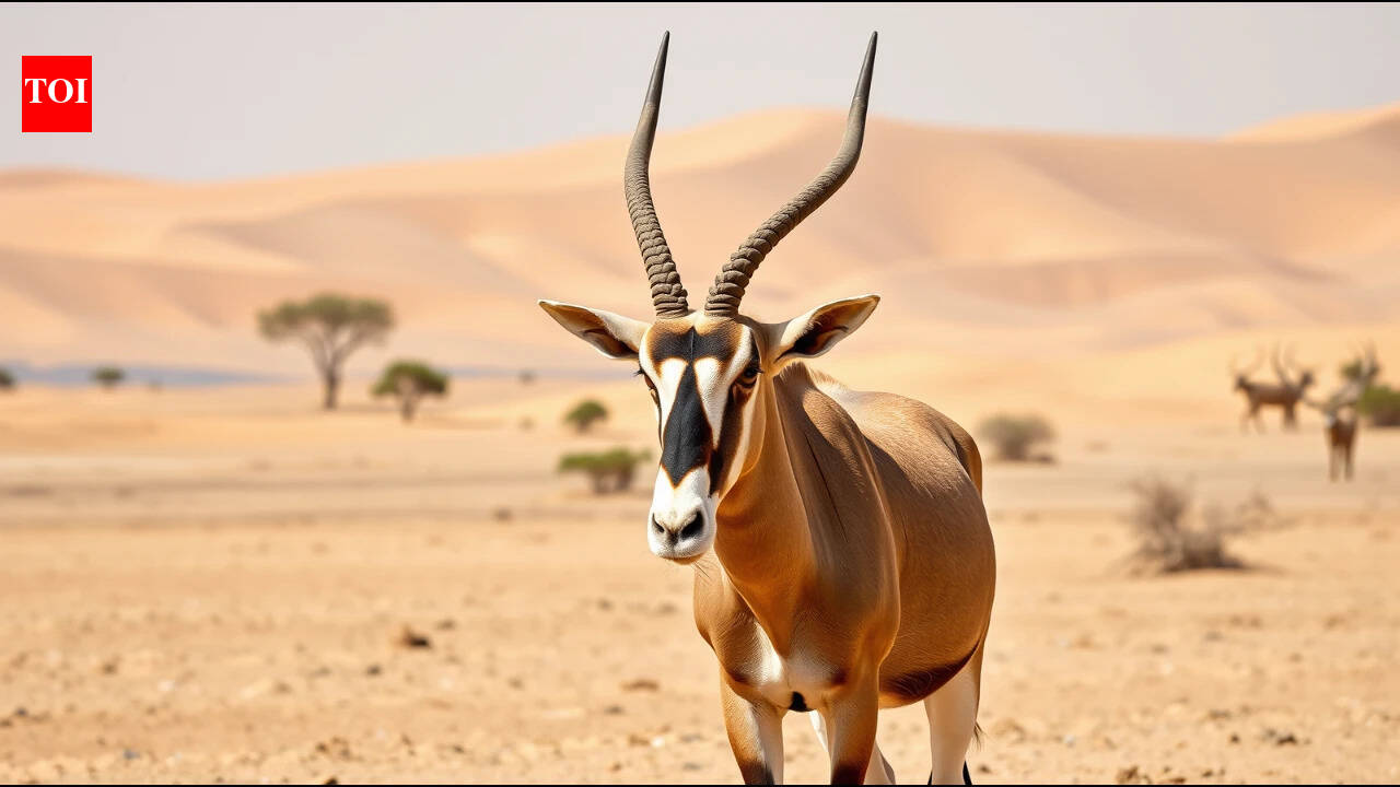 Scimitar-horned oryx was declared extinct in the wild in 2000; 10 years after its return to Chad, more than 600 now roam free |