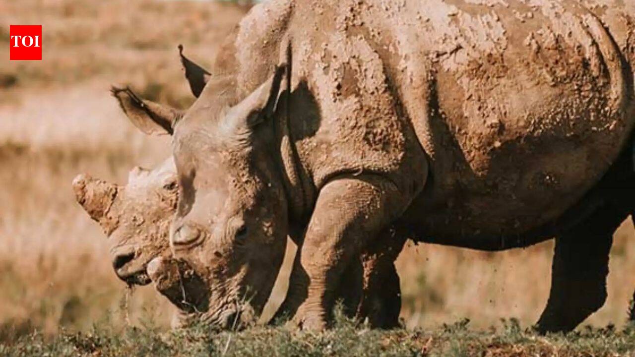 F1 champion Jenson Button joined a 500-signatory campaign against animal trophy hunting which claims the lives of lions, elephants and endangered rhinos every year |