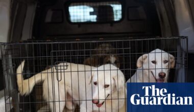 DNA database of UK dogs could help police collar criminals | Forensic science
