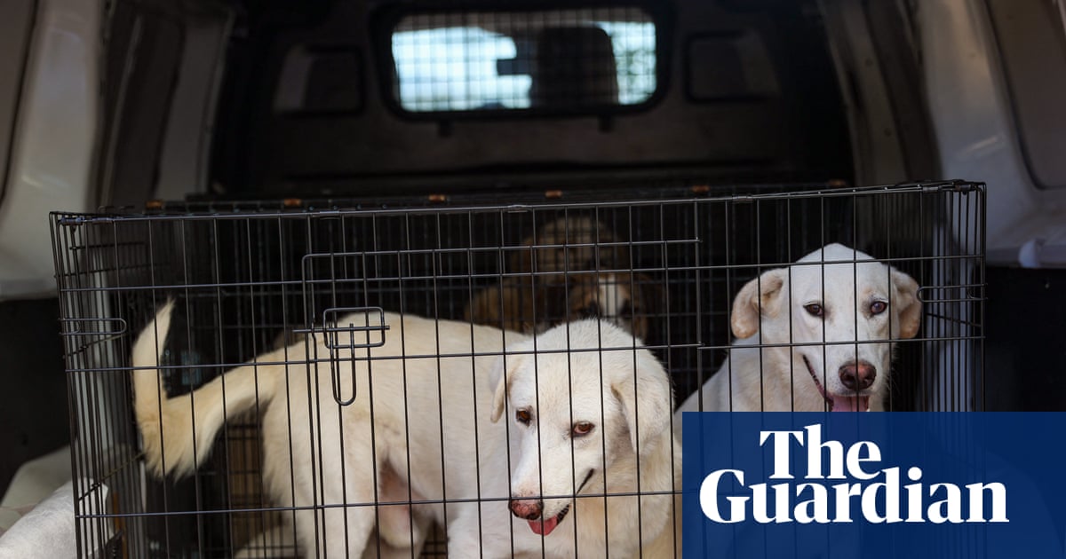 DNA database of UK dogs could help police collar criminals | Forensic science