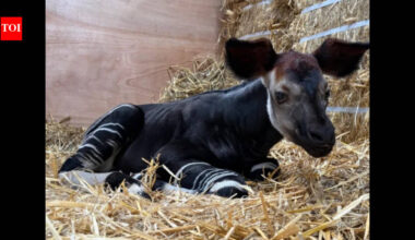 Singapore welcomes Southeast Asia’s first okapi calf: Why this rare ‘forest giraffe’ is so unusual