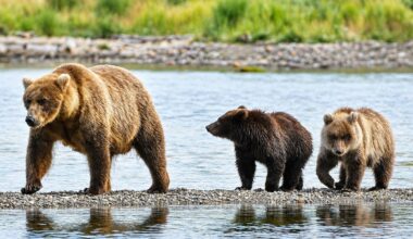 Fat Bear Week 2026 is here and a fan favorite is back: Here’s how to vote
