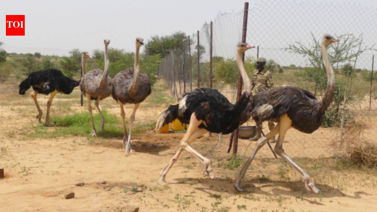 Niger releases 8 North African ostriches into the wild after the species disappeared from the country; the last wild birds vanished in 2004 |