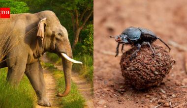 Scientists excluded elephants from East African savanna plots for 15 years; dung beetle numbers fell 67%, biomass dropped 51% and species richness declined 23%, revealing how elephants sustain an insect network