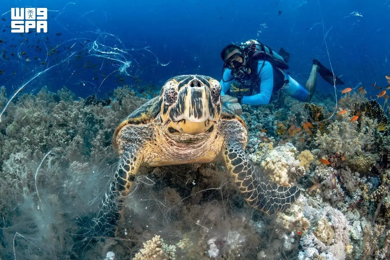 Beyond leisure, diving has emerged as a platform for scientific discovery and high-value economic activity. (SPA)