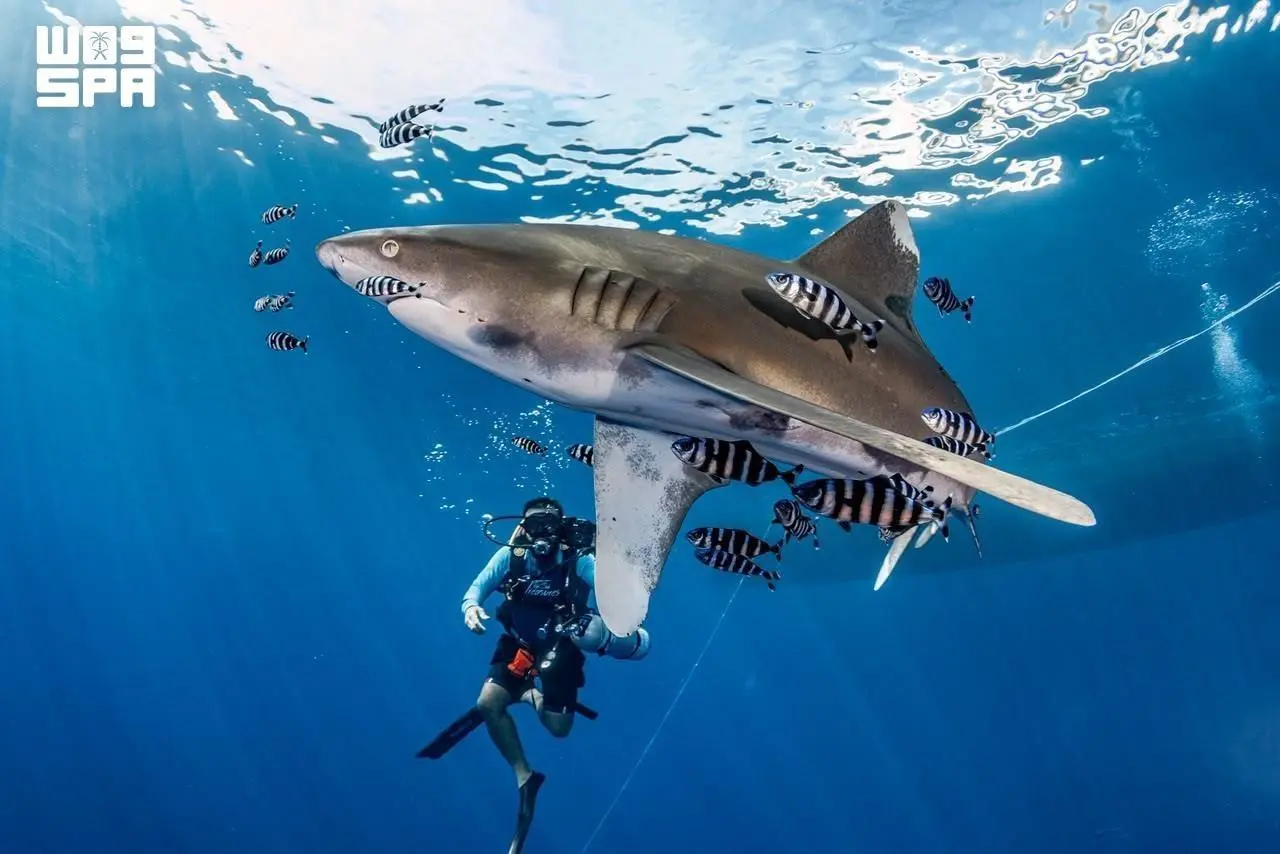 Beyond leisure, diving has emerged as a platform for scientific discovery and high-value economic activity. (SPA)
